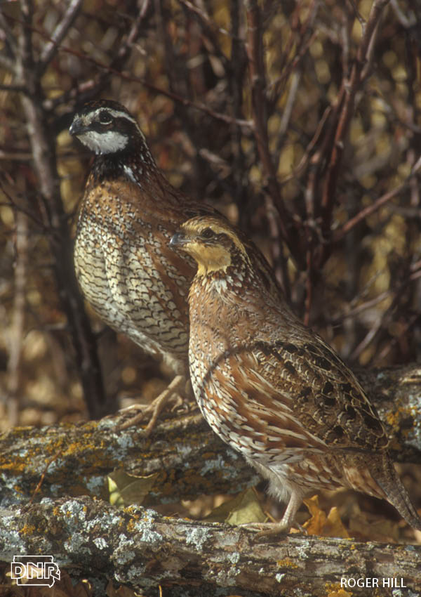 Did you know that bobwhite quail hens can raise two to three broods each breeding season? More cool things you should know about bobwhite quail | Iowa DNR